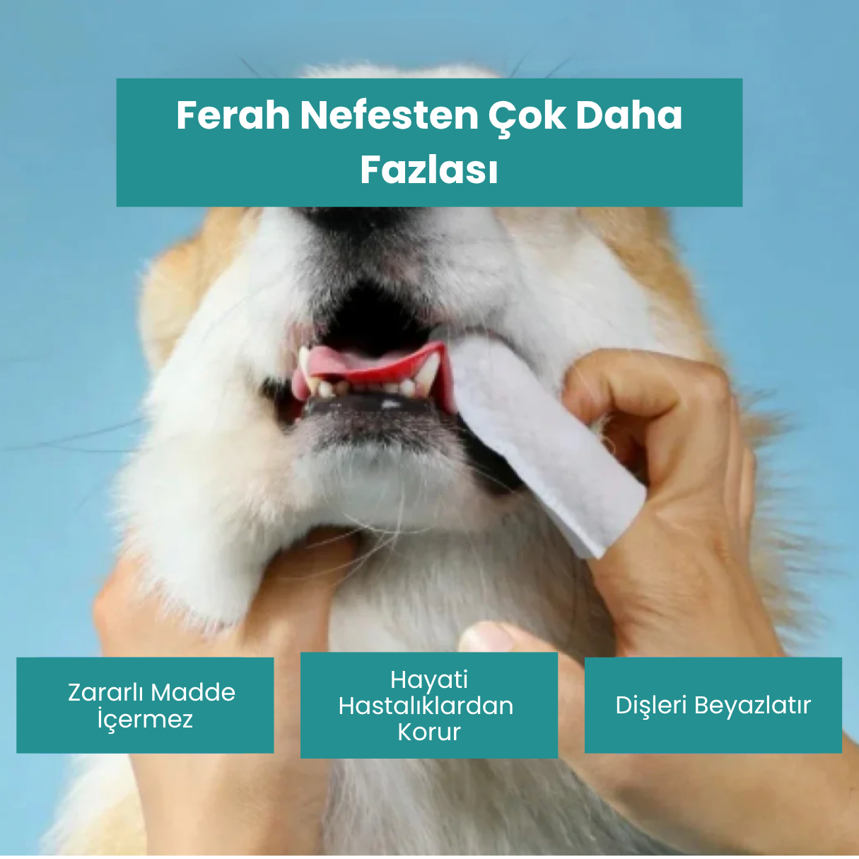 Doğal Evcil Hayvan Parmak Mendili